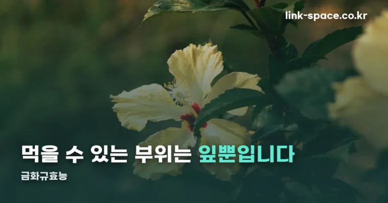 금화규효능 — 먹을 수 있는 부위는 잎뿐입니다