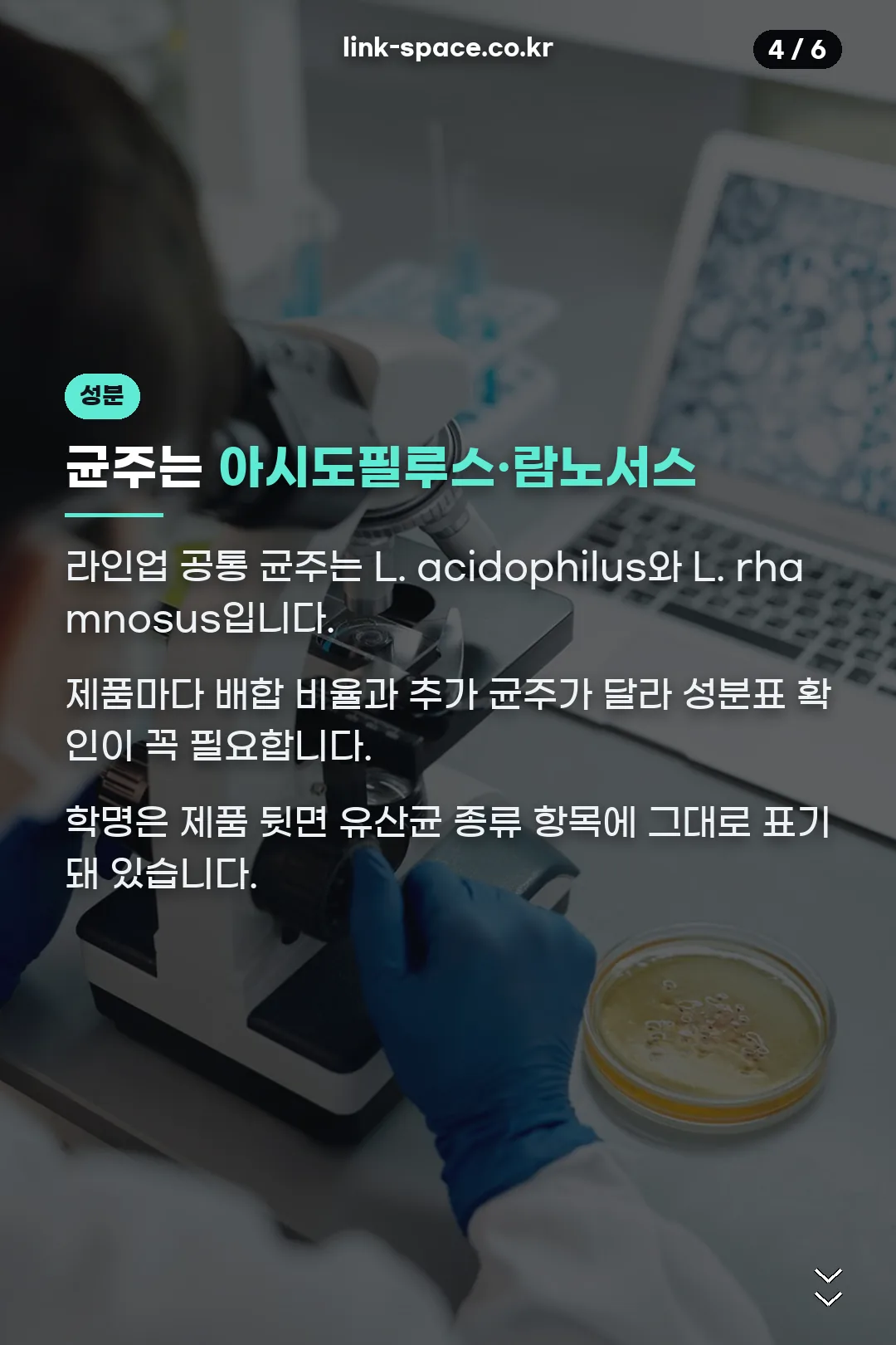 균주 구성 설명