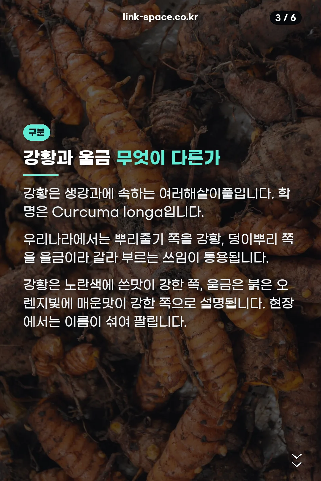 강황과 울금 구분