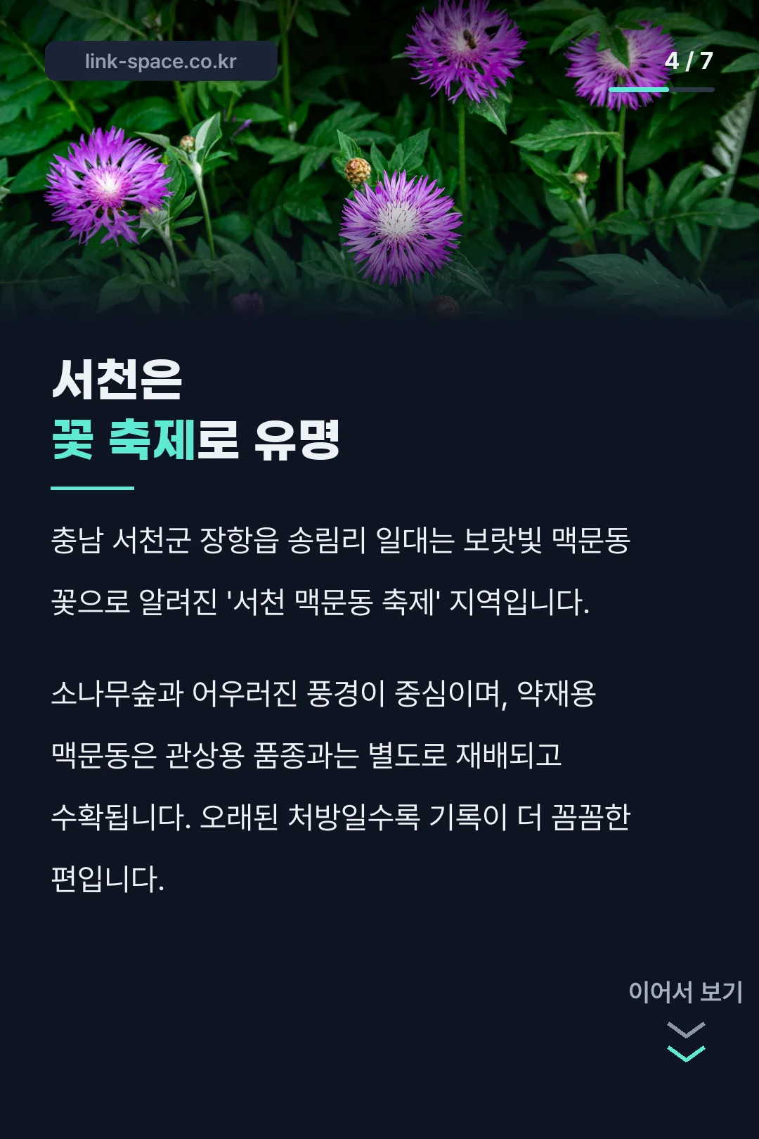 서천 맥문동 축제