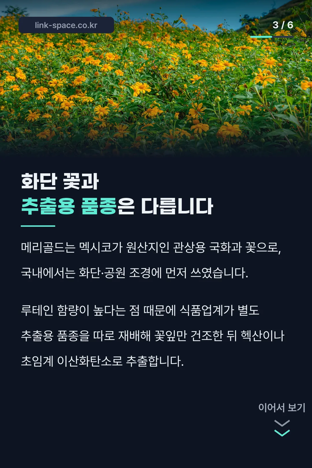 메리골드 유래