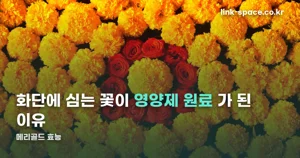 메리골드 효능 — 식약처가 인정한 범위는 눈 건강 한 가지입니다