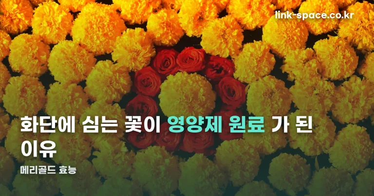 메리골드 효능 정리 썸네일