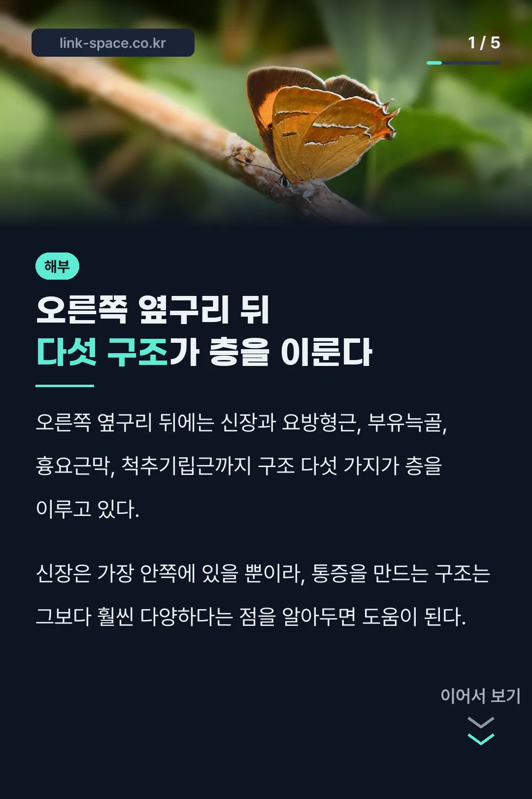 오른쪽 옆구리 뒤 다섯 구조가 층을 이룬다