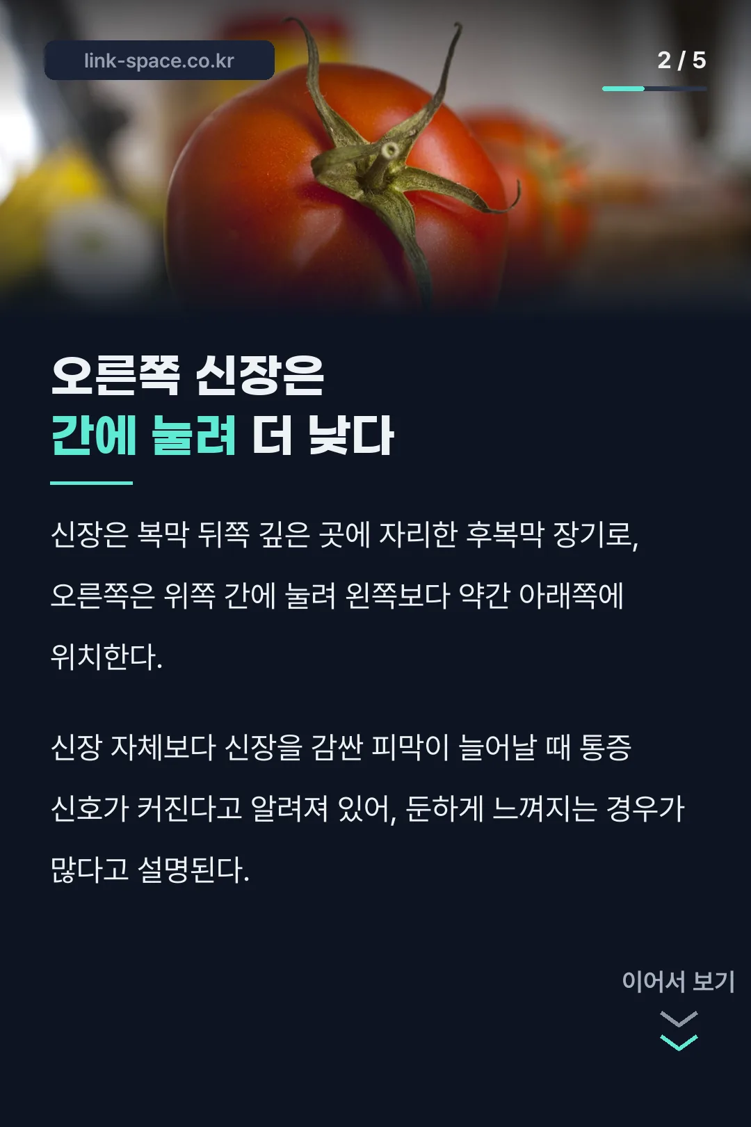 오른쪽 신장은 간에 눌려 더 낮다