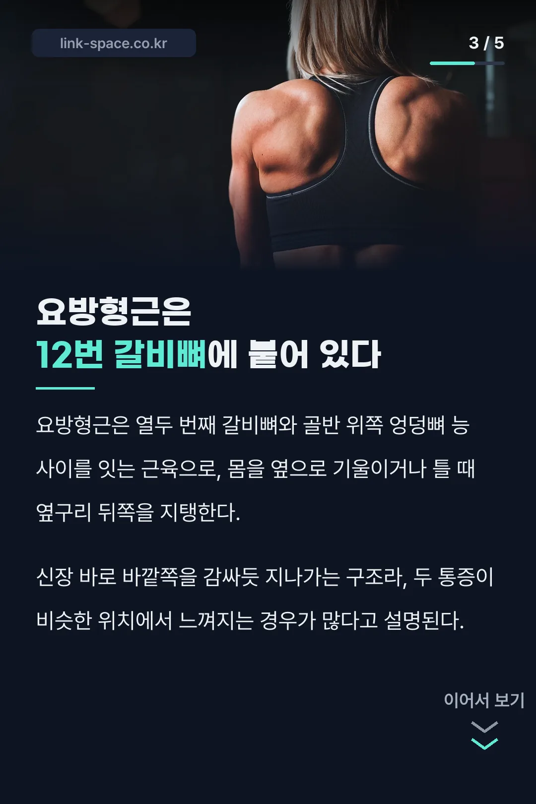 요방형근은 12번 갈비뼈에 붙어 있다