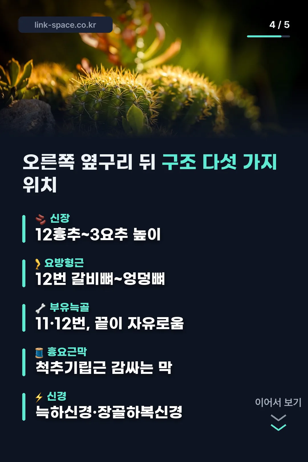 오른쪽 옆구리 뒤 구조 다섯 가지 위치
